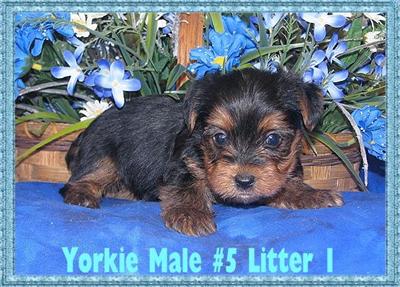 Puppies in KY